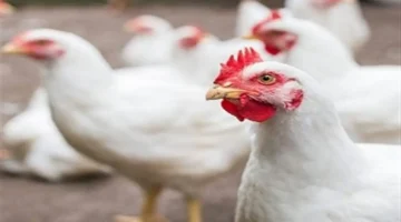 تحديث سعري.. 59 جنيهًا للفراخ البيضاء في المزرعة 11 ديسمبر 2025